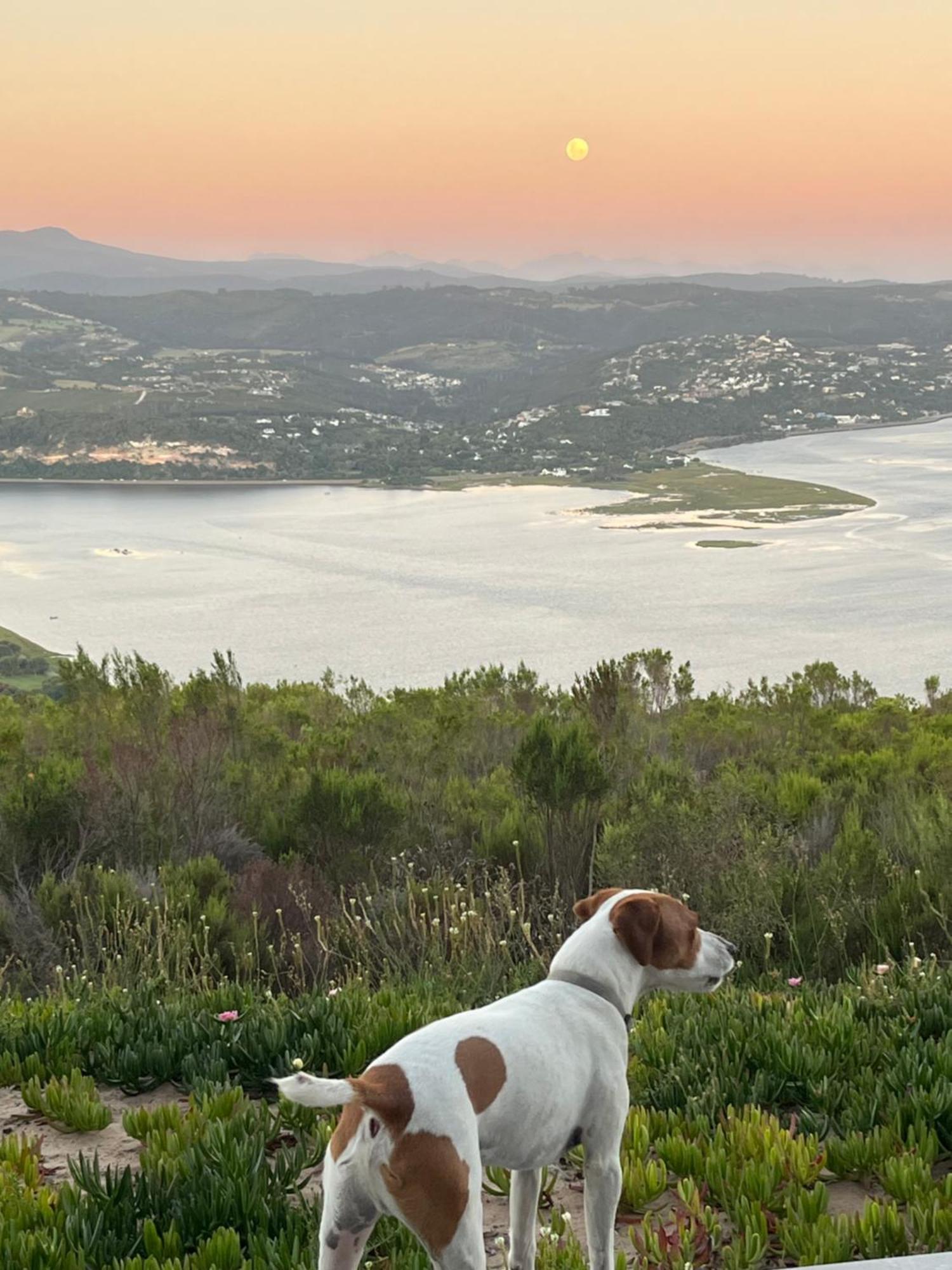 Die Uitzicht Guesthouse - Knysna Luaran gambar